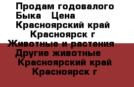 Продам годовалого Быка › Цена ­ 40 000 - Красноярский край, Красноярск г. Животные и растения » Другие животные   . Красноярский край,Красноярск г.